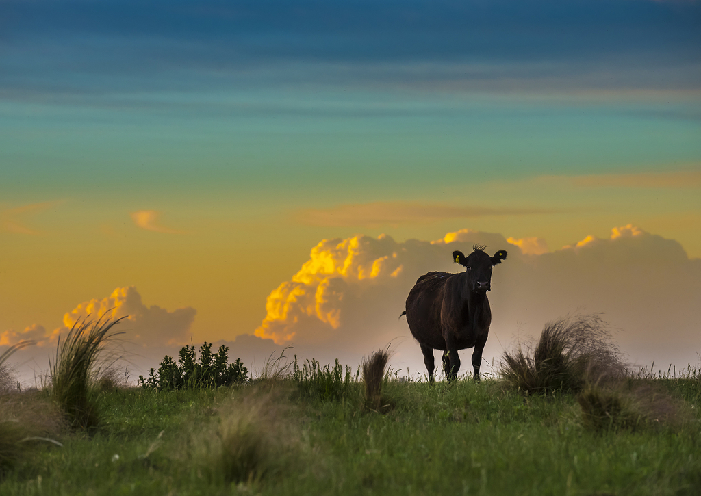 Lais Puzzle - Pampa-Landschaft, La Pampa, Argentinien - 100, 200, 500, 1.000 & 2.000 Teile p-268031