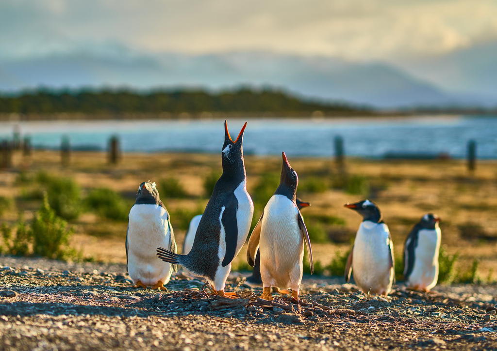 Lais Puzzle - Die Pinguinkolonie auf der Insel im Beagle-Kanal. Argentinisches Patagonien. Ushuaia - 100, 200, 500, 1.000 & 2.000 Teile p-268261