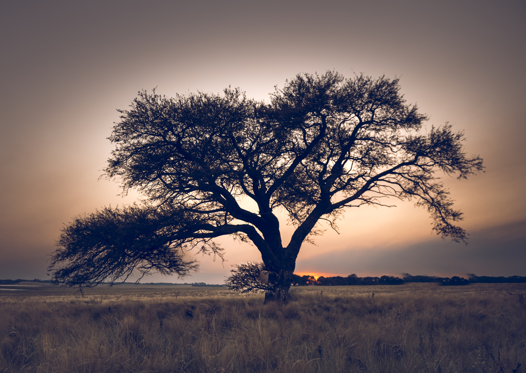 Lais Puzzle - Pampa-Landschaft, einsamer Baum, La Pampa, Argentinien - 100, 200, 500, 1.000 & 2.000 Teile p-268576