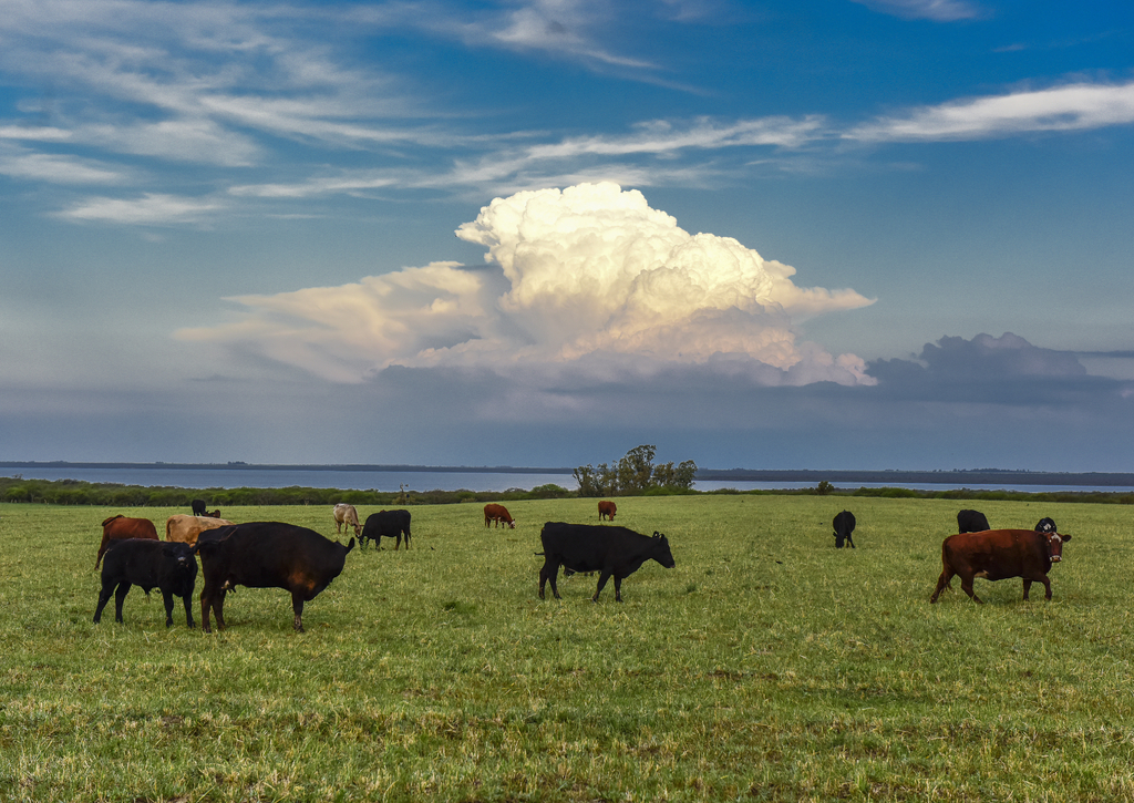 Lais Puzzle - Ländliche Landschaft mit grasenden Kühen, La Pampa, Argentinien - 100, 200, 500, 1.000 & 2.000 Teile p-268621