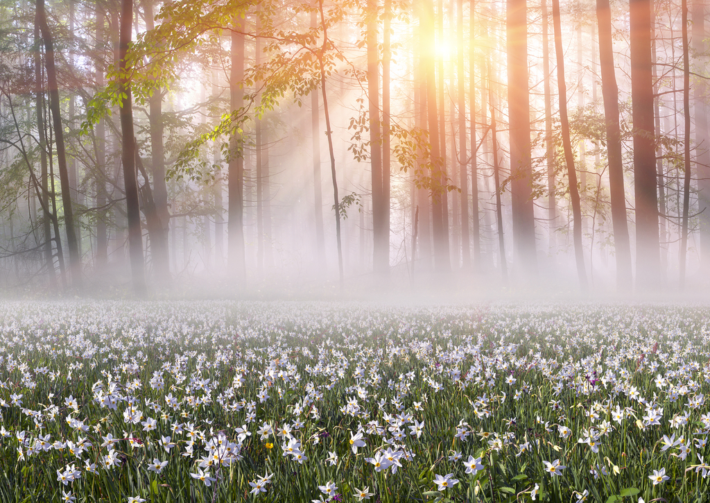 Lais Puzzle - Narzissen bei Sonnenaufgang. Tal der Narzissen, Ukraine - 100, 200, 500, 1.000 & 2.000 Teile p-269551