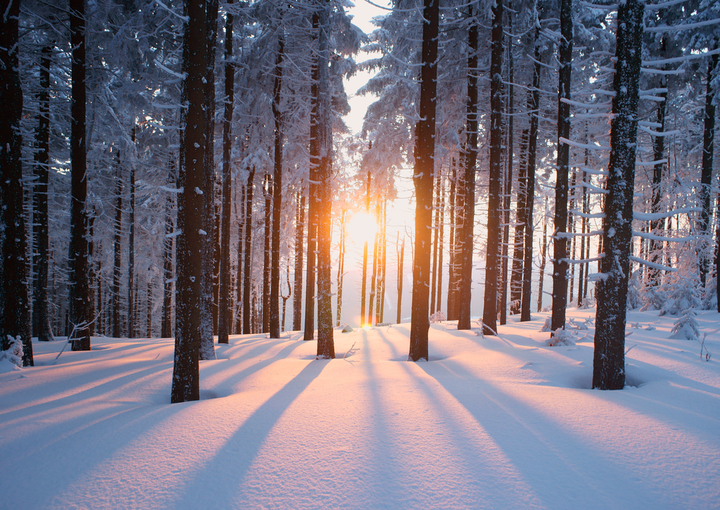 Lais Puzzle - Sonnenuntergang im Wald im Winterhalbjahr - 100, 200, 500 & 1.000 Teile p-270146