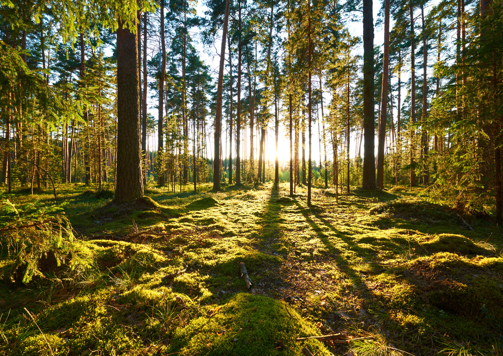 Lais Puzzle - Sonnenaufgang im Kiefernwald - 100, 200, 500 & 1.000 Teile p-270286