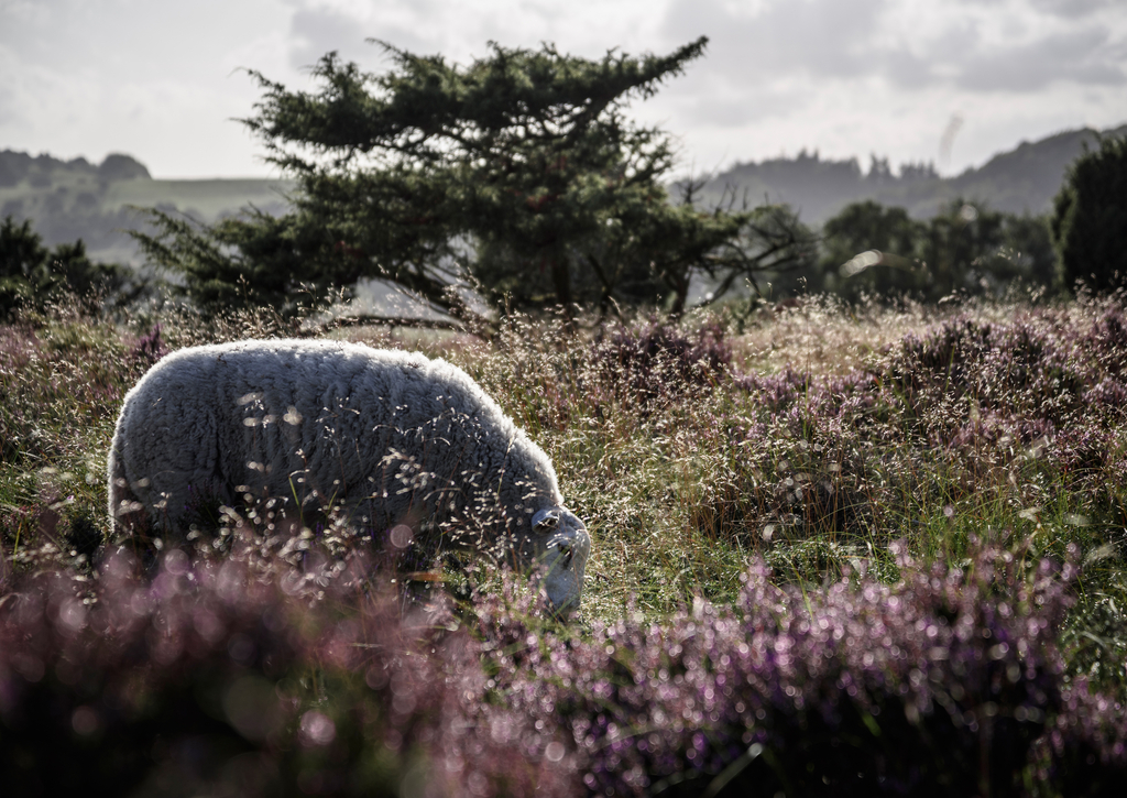 Lais Puzzle - Heidelandschaft bei Rebild - 100, 200, 500 & 1.000 Teile p-271131