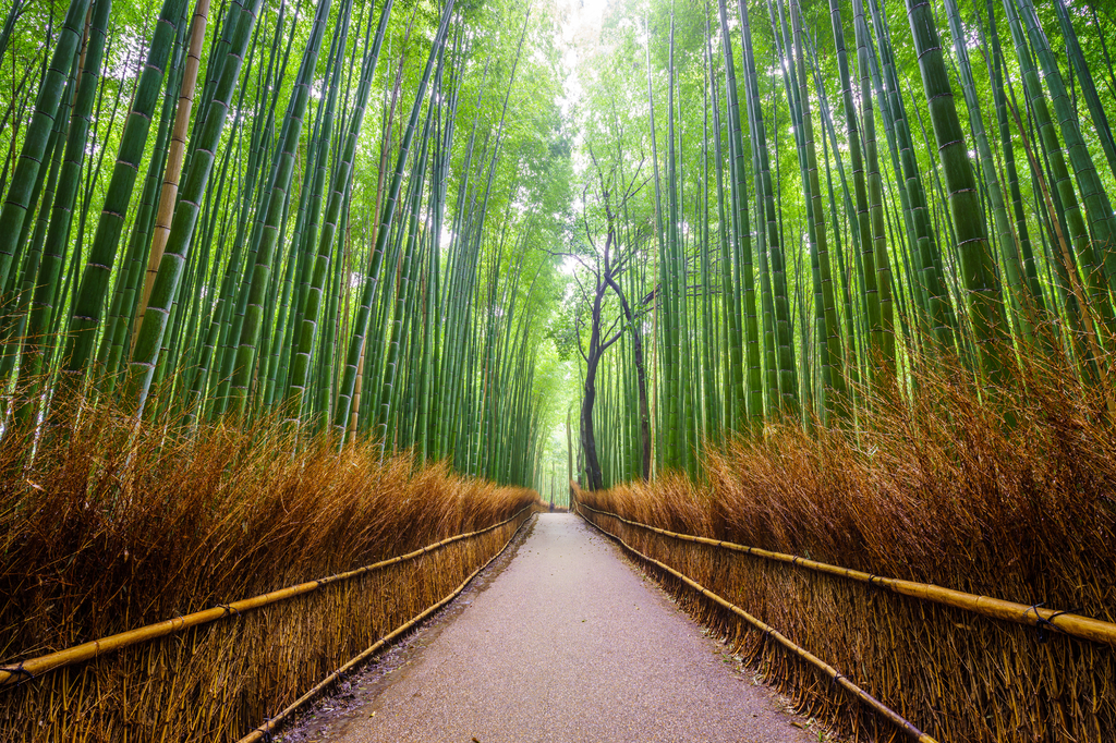 Lais Puzzle - Pfad zum Bambuswald, Arashiyama, Kyoto, Japan - 2.000 Teile p-273528
