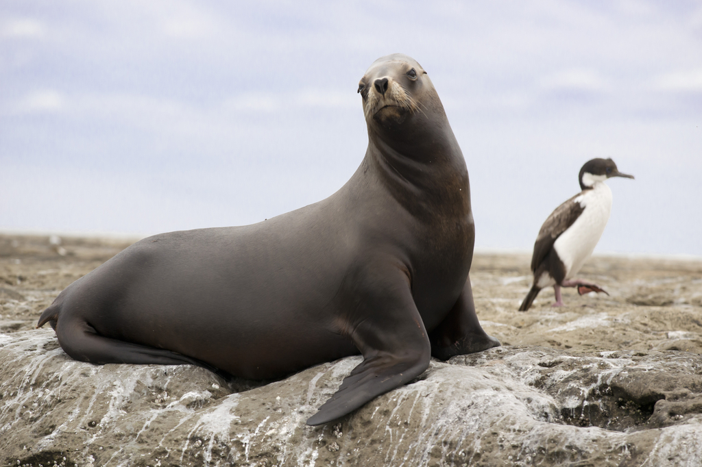 Lais Puzzle - Südamerikanischer Seelöwe - 2.000 Teile p-273741