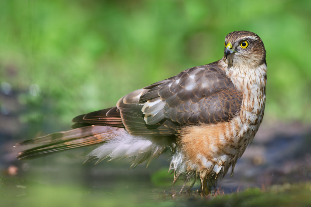 Lais Puzzle - Sperber - 2.000 Teile p-273807