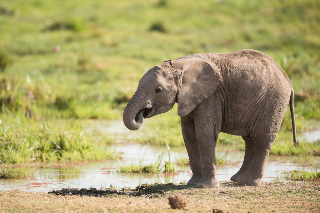 Lais Puzzle - Junger afrikanischer Elefant - 2.000 Teile p-273825