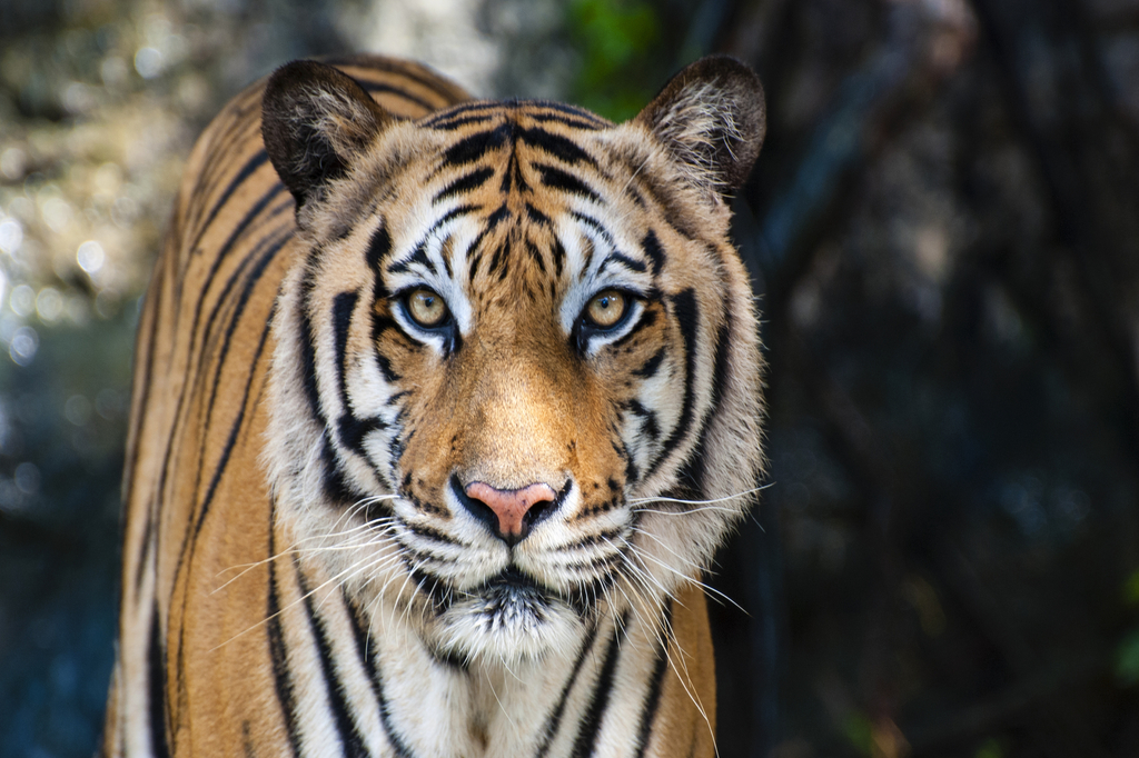 Lais Puzzle - Bengalischer Tiger - 2.000 Teile p-273878