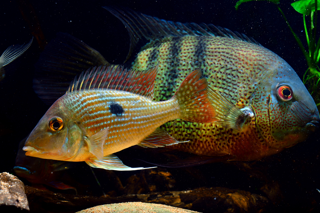 Lais Puzzle - Geophagus sp Gurupi - 2.000 Teile p-273981