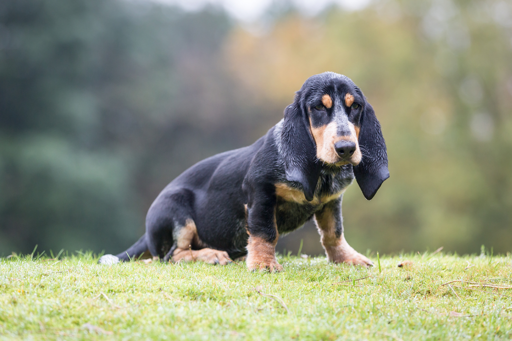 Lais Puzzle - Basset Bleu de Gascogne - 2.000 Teile p-274276