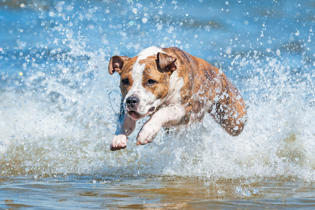 Lais Puzzle - American Staffordshire Terrier - 2.000 Teile p-274280