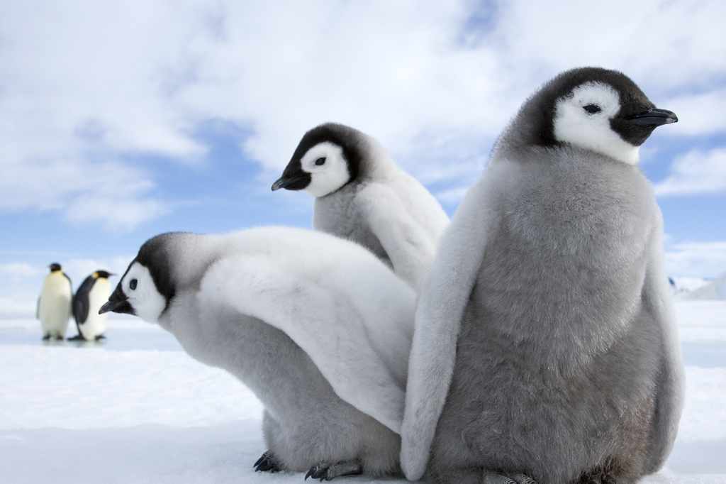 Lais Puzzle - Pinguine / Kaiserpinguine - 2.000 Teile p-274315