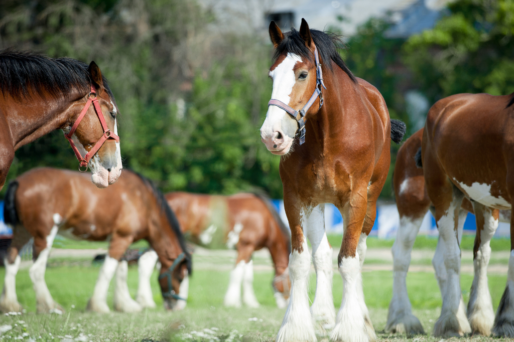 Lais Puzzle - Clydesdale Horse - 2.000 Teile p-274387