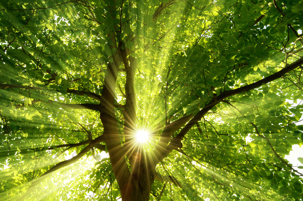 Lais Puzzle - Sonnenstrahlen durch Baum - 2.000 Teile p-274647