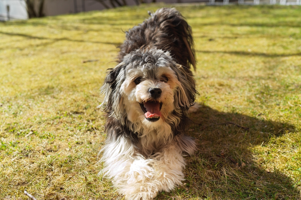 Lais Puzzle - Löwchen - 2.000 Teile p-275461