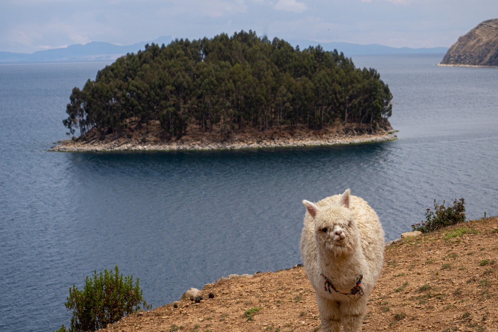 Lais Puzzle - Lama Alpaka in einer Landschaft von la isla de la luna (Mondinsel) mit Meer und Insel im Titicacasee, Peru - 2.000 Teile p-275609