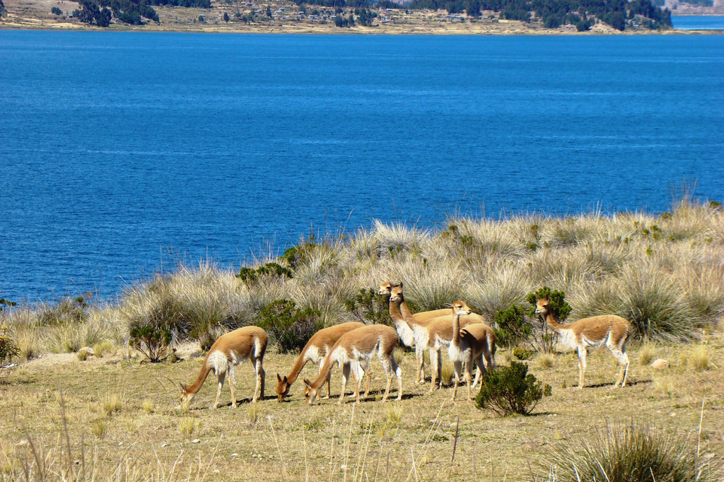 Lais Puzzle - Vikunjas auf der Insel Suasi (Titicaca-See, Peru) - 2.000 Teile p-276230