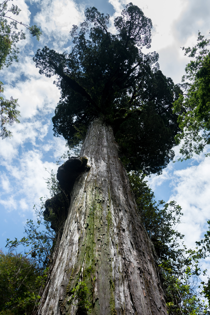 Lais Puzzle - Tausendjährige Lärche im Alerce Andino Nationalpark - 2.000 Teile p-276533