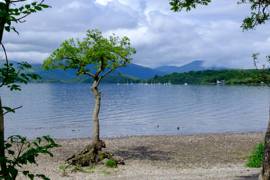 Lais Puzzle - Milarrochy Bay Loch Lomond West Dunbartonshire Argyll und Bute Stirling Schottland - 2.000 Teile p-276635