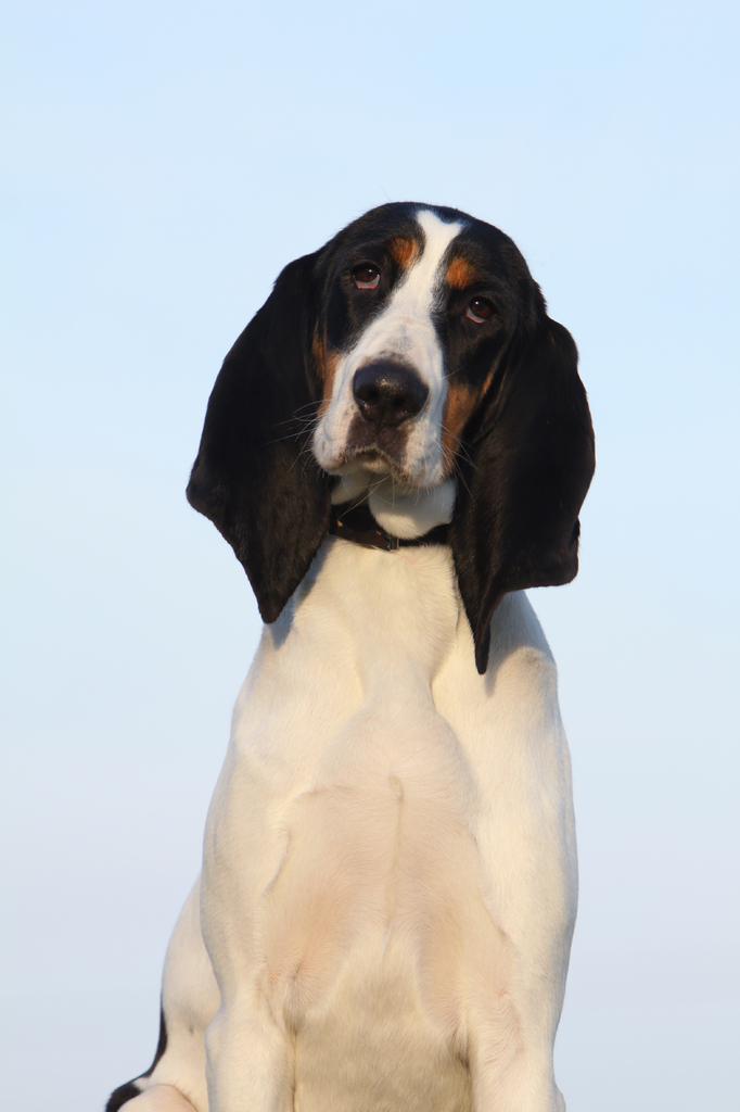 Lais Puzzle - Berner Laufhund - 2.000 Teile p-276702