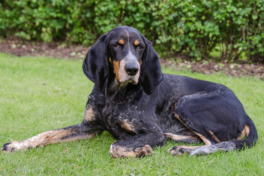 Lais Puzzle - Luzerner Laufhund - 2.000 Teile p-276766