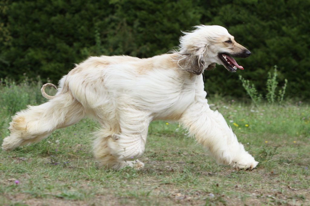 Lais Puzzle - Afghanischer Windhund - 2.000 Teile p-276983