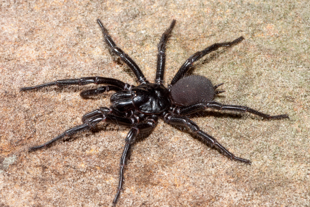 Lais Puzzle - Sydney Trichternetzspinne, Australien - 2.000 Teile p-277435