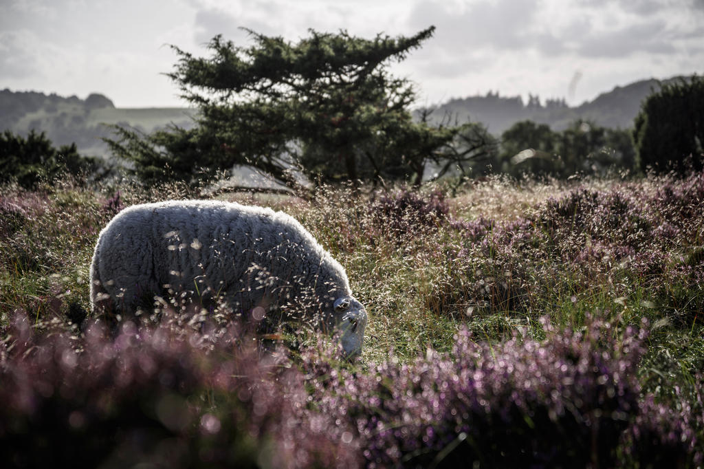 Lais Puzzle - Heidelandschaft bei Rebild - 2.000 Teile p-277770