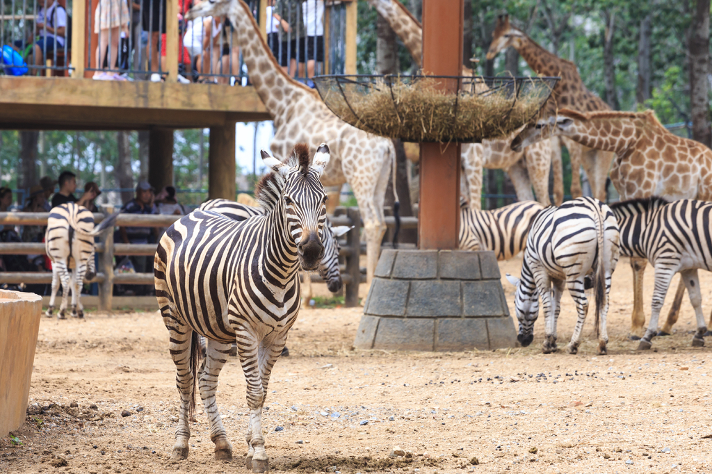 Lais Puzzle - Zebra im Tierpark, China - 2.000 Teile p-277872