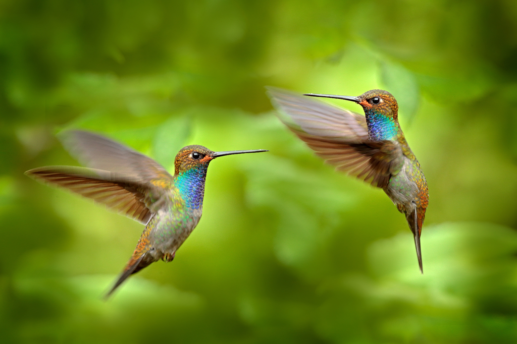 Lais Puzzle - Kolibri im Flug, Naturhabitat grüner Wald, Weißschwanz-Bergstar, Urochroa bougueri, Montezuma, Kolumbien - 2.000 Teile p-278433
