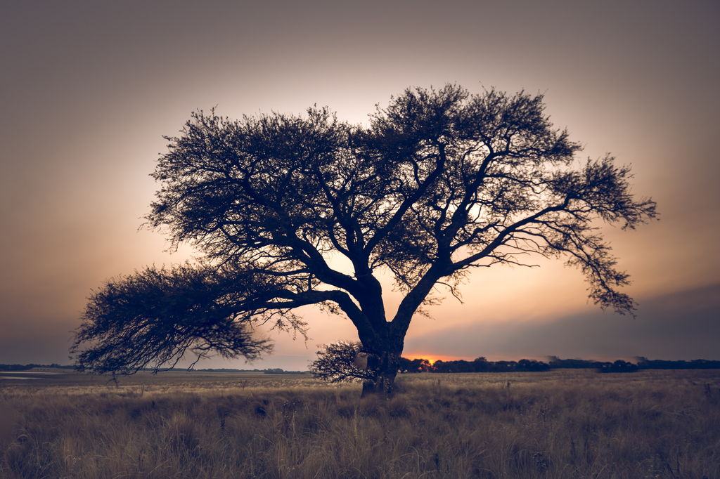 Lais Puzzle - Pampa-Landschaft, einsamer Baum, La Pampa, Argentinien - 2.000 Teile p-278637