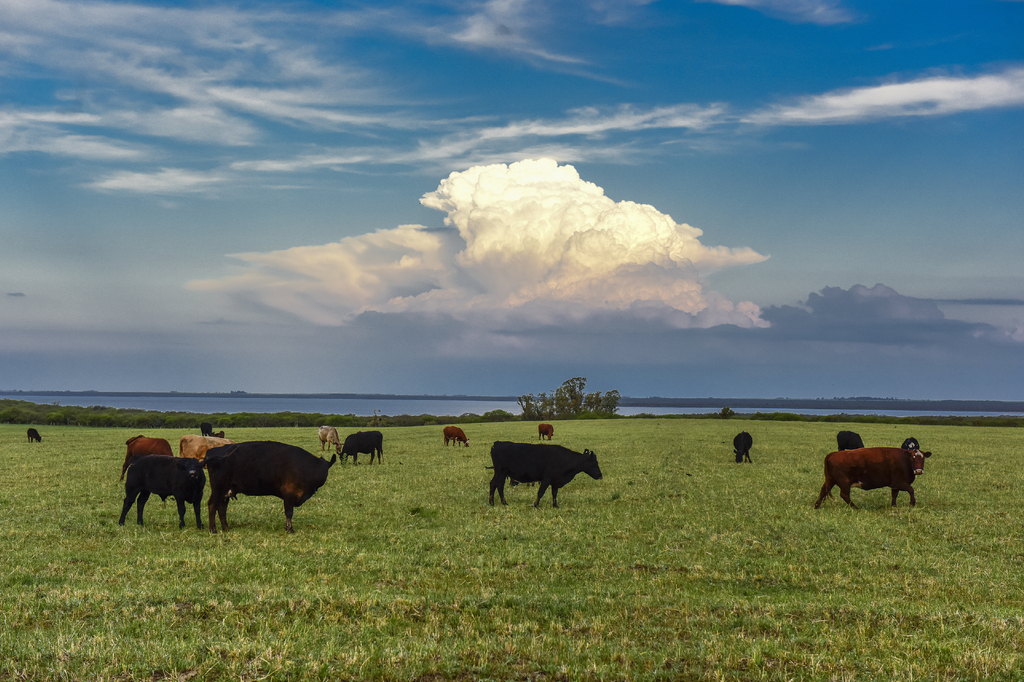 Lais Puzzle - Ländliche Landschaft mit grasenden Kühen, La Pampa, Argentinien - 2.000 Teile p-278741