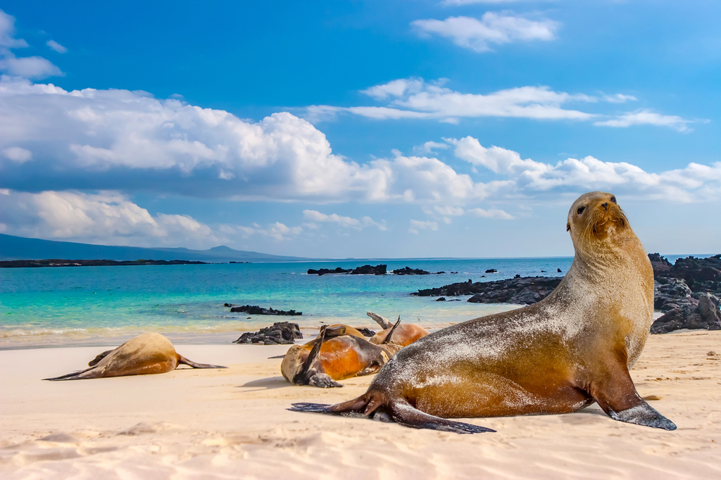 Lais Puzzle - Robben, Galapagos-Inseln, Ecuador - 2.000 Teile p-278873