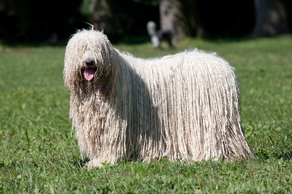 Lais Puzzle - Komondor - 2.000 Teile p-279406