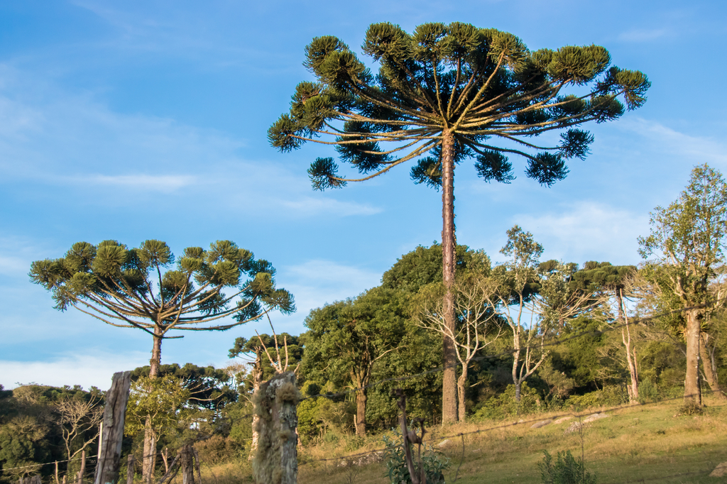 Lais Puzzle - Araucaria-Baum am sonnigen Tag im ländlichen Bereich, Chile - 2.000 Teile p-279560