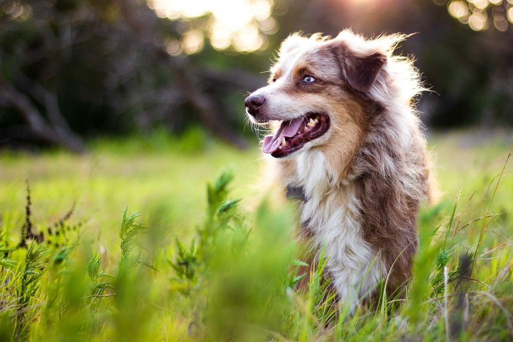 Lais Puzzle - Australian Shepherd - 2.000 Teile p-279764