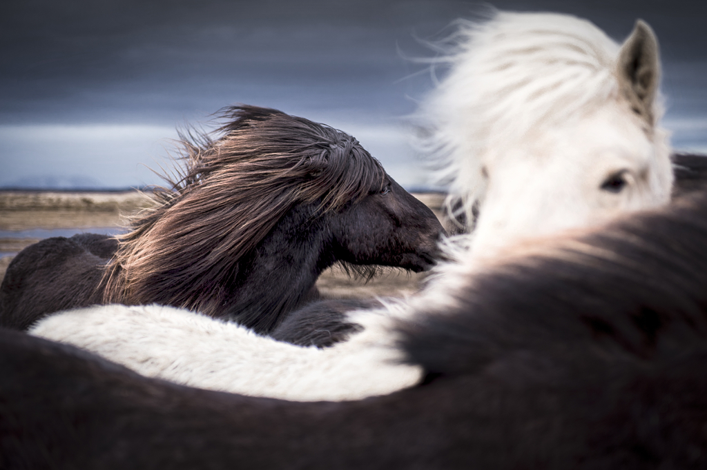 Lais Puzzle - Islandpferde - 2.000 Teile p-279912