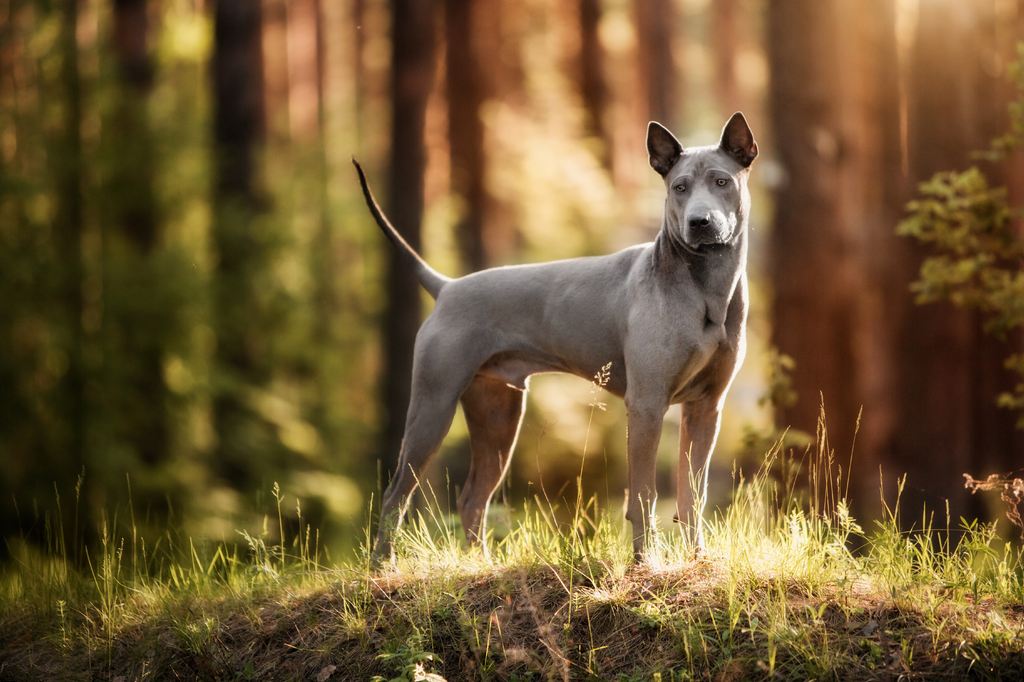 Lais Puzzle - Thai Ridgeback - 2.000 Teile p-279923