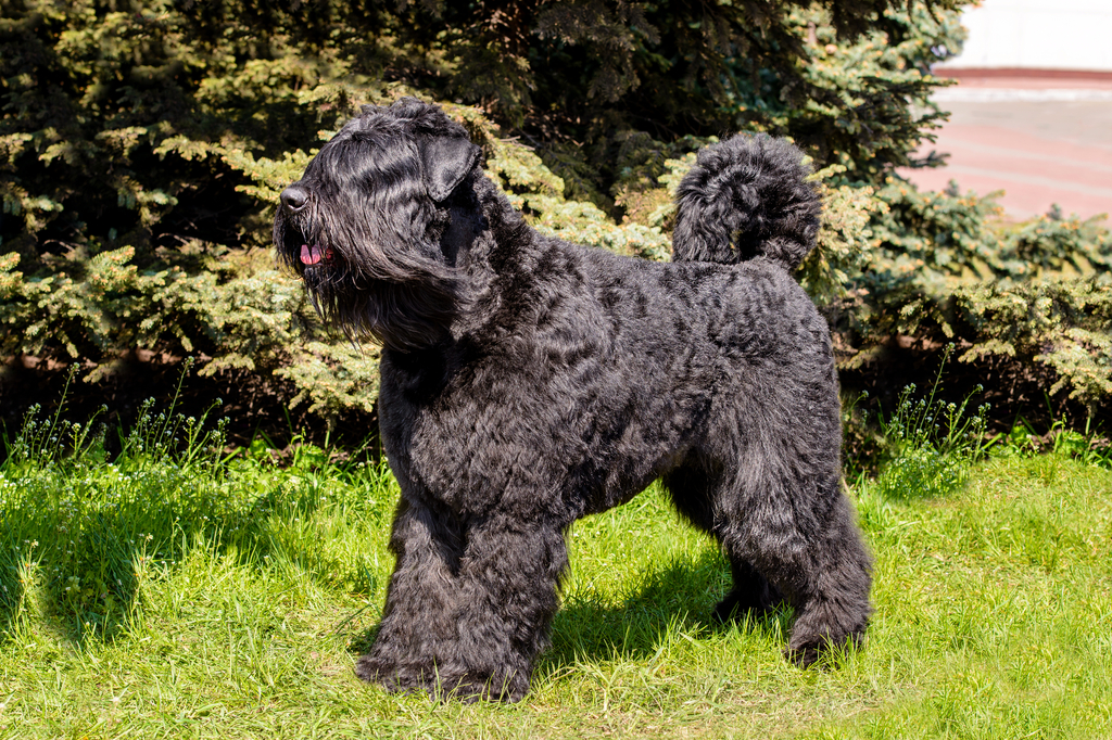 Lais Puzzle - Bouvier des Flandres - 2.000 Teile p-279944