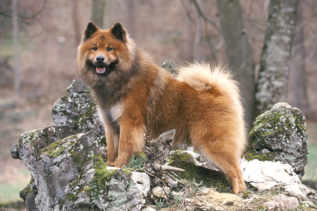 Lais Puzzle - Eurasier - 2.000 Teile p-280570