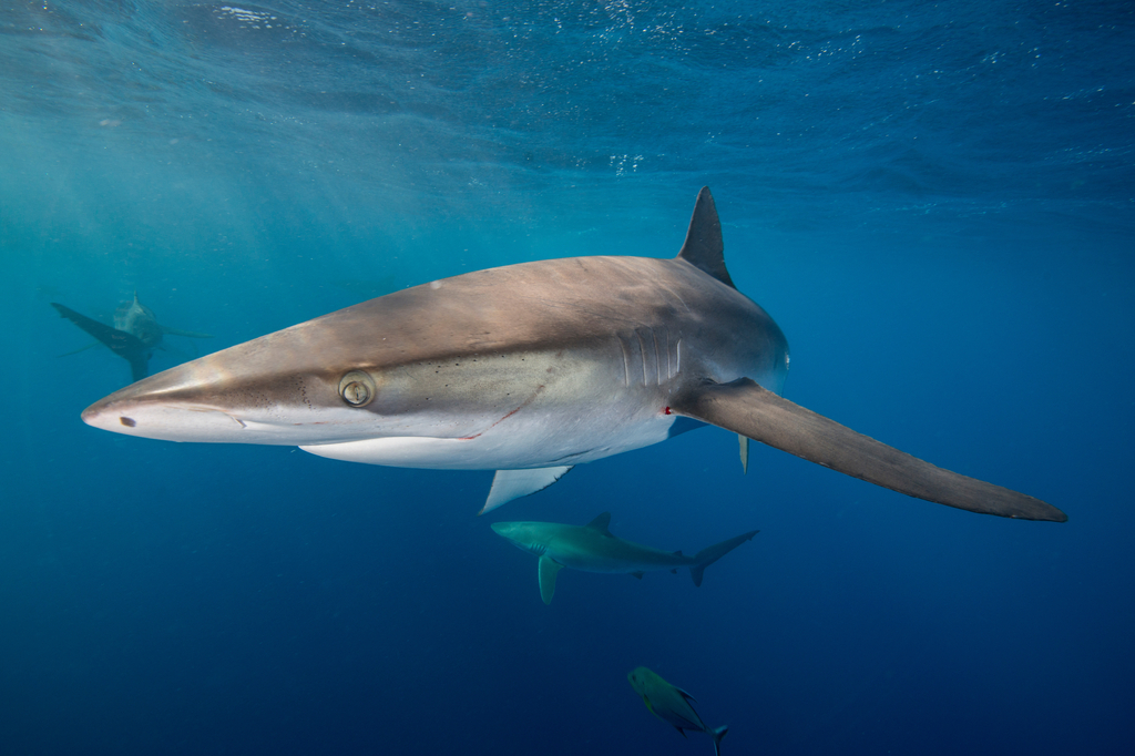 Lais Puzzle - Unterwasseransicht des Seidenhais (carcharhinus falciformis) San Benedicto, Revillagigedo, Colima, Mexiko - 2.000 Teile p-280690