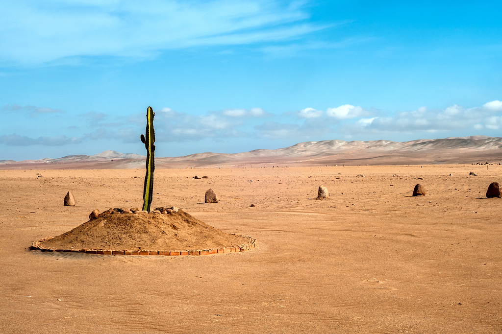 Lais Puzzle - Die einzige Pflanze über viele Kilometer in der Wüstenregion von Tacna, Peru - 2.000 Teile p-280899