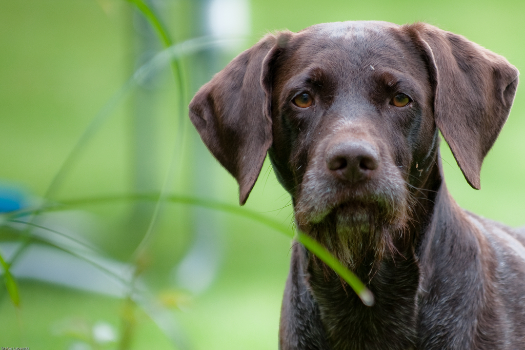 Lais Puzzle - Deutsch Drahthaar - 2.000 Teile p-281541