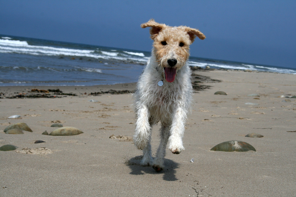 Lais Puzzle - Foxterrier Drahthaar - 2.000 Teile p-281551