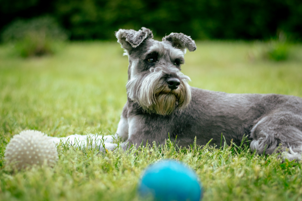 Lais Puzzle - Zwergschnauzer - 2.000 Teile p-281657