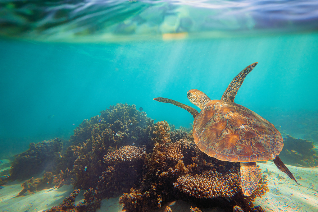 Lais Puzzle - Schildkröte schwimmt unter Wasser am Ningaloo Riff, Westaustralien - 2.000 Teile p-281809
