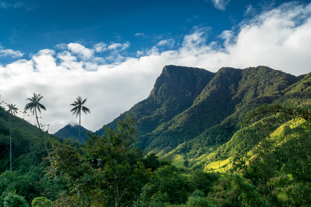 Lais Puzzle - Quindio-Wachspalmen im Valle de Cocora,nahe Salente, Zona Cafetera, Kolumbien - 2.000 Teile p-281837