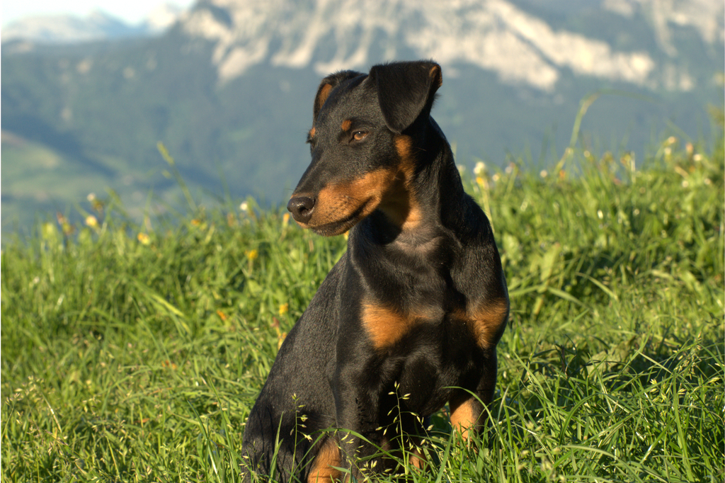 Lais Puzzle - Deutscher Jagdterrier - 2.000 Teile p-282446