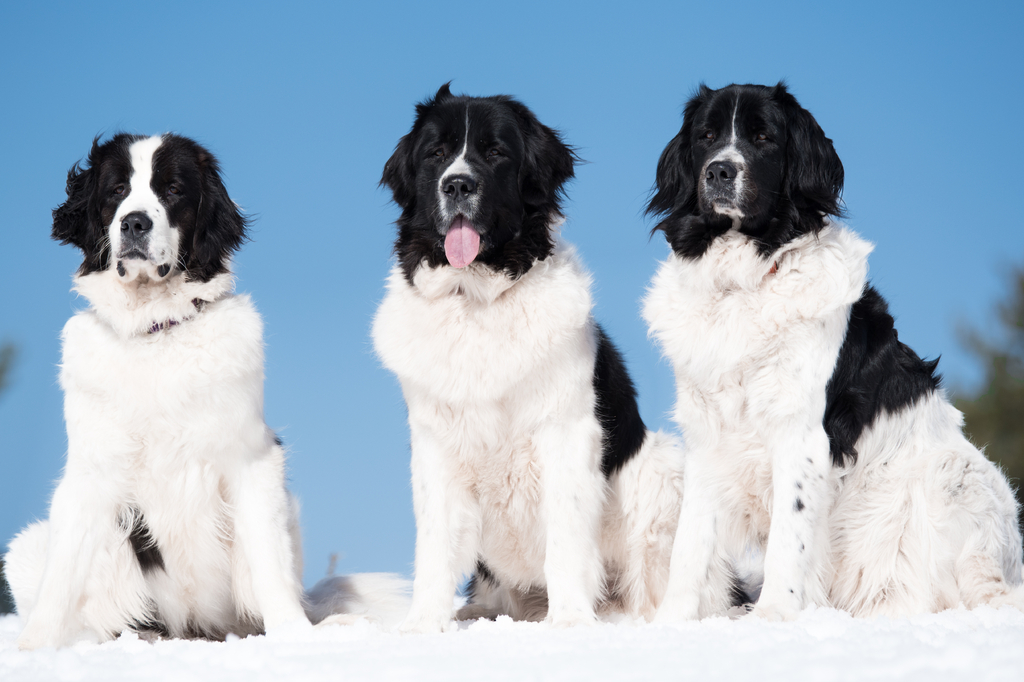 Lais Puzzle - Landseer - 2.000 Teile p-282602